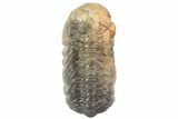 Austerops Trilobite Fossil - Almost All Rock Removed #67035-1